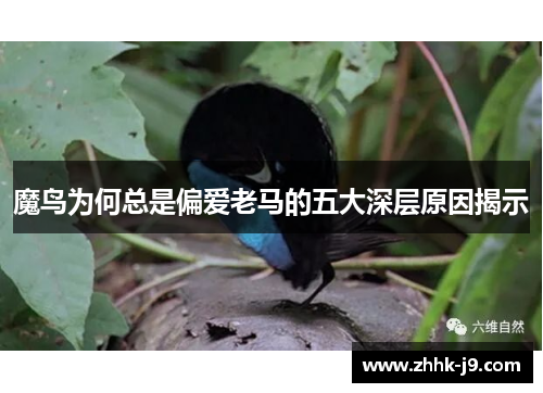 魔鸟为何总是偏爱老马的五大深层原因揭示